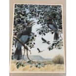 † JOHN TENNANT; watercolour, 'Trumpeter Hornbills', signed and inscribed on "The Mall Galleries"