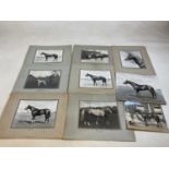 FRANK GRIGGS, Newmarket photographer; nine racehorse and greyhound photographs, Ethnarch, 1929,