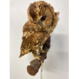A vintage circa 1930s taxidermy tawny owl on small branch, height 30cm.