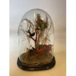 A trio of taxidermy birds in foliage circa 1910, under glass dome on wooden base Dimensions: H: 33cm