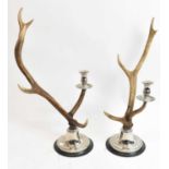 A pair of white metal and antler candlesticks, height 62cm.