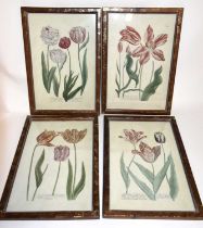 A set of four modern botanical prints, each 34 x 52cm, each framed and glazed.