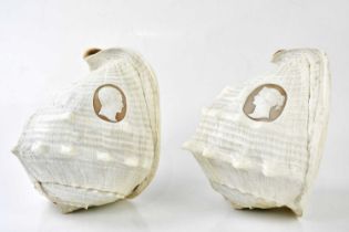 A pair of conch shells, each carved with portrait busts, side profiles, gentleman and lady, height