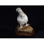 British Taxidermy Jack Crewdson Darwin Lancashire - 'Rock Ptarmigan' mounted on a heavy wooden