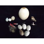 Worldwide Birds Eggs Collection - Eltex & Hunters Decoy Replica's with some Natural Blown. 5 x