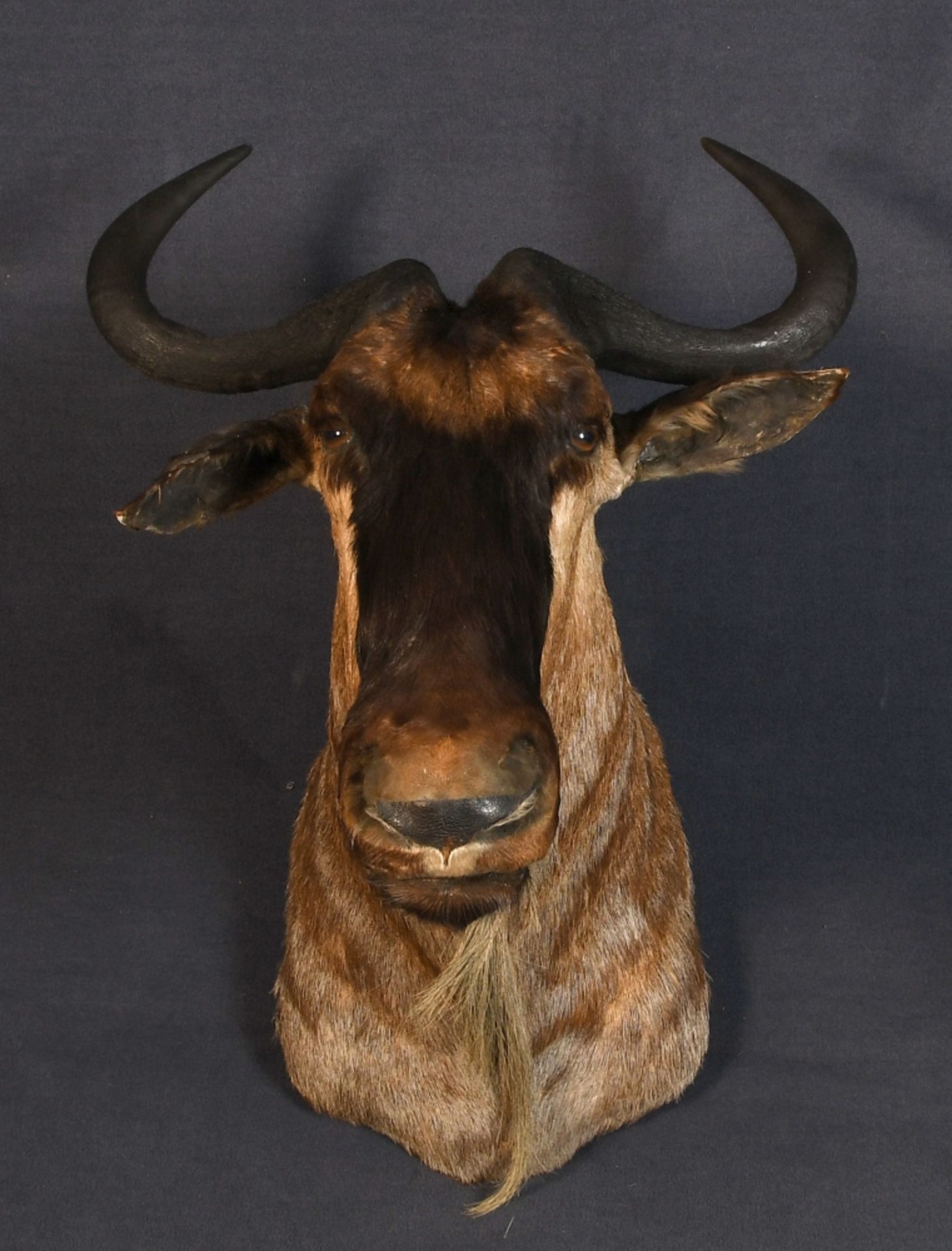 Jagdtrophäe - Kopf eines Gnus