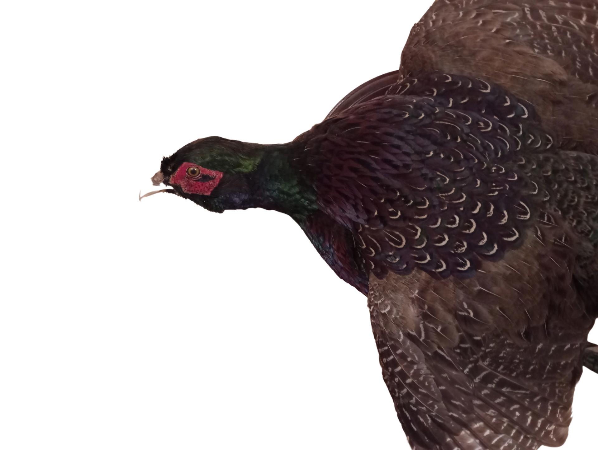 Pheasant Taxidermy - Bild 2 aus 3