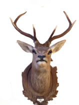 Deer | Shoulder Mount
