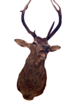 Hirsch | Brunft | Taxidermy