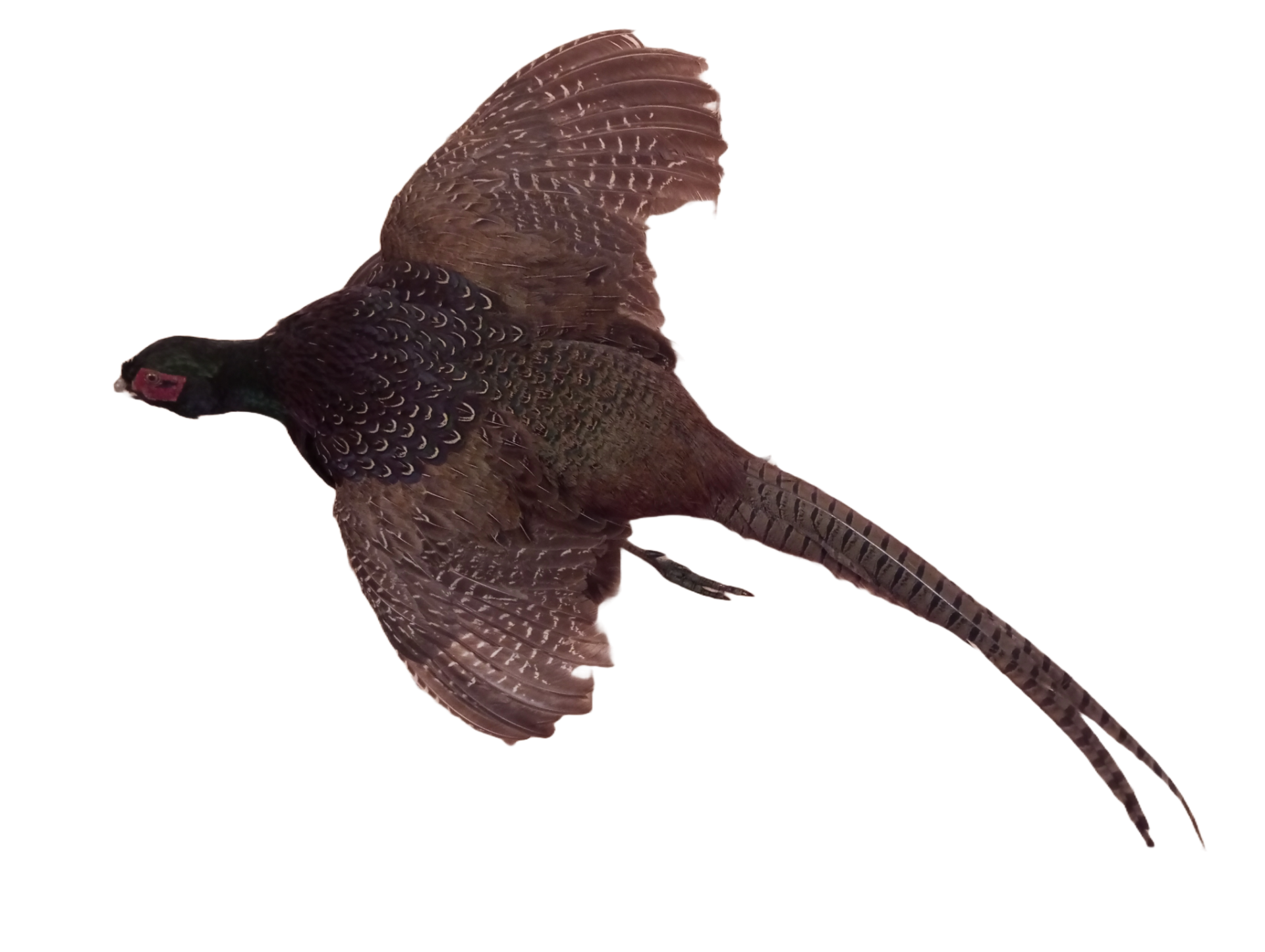 Pheasant Taxidermy - Bild 3 aus 3