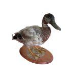 Duck | Full Taxidermy