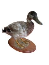 Duck | Full Taxidermy