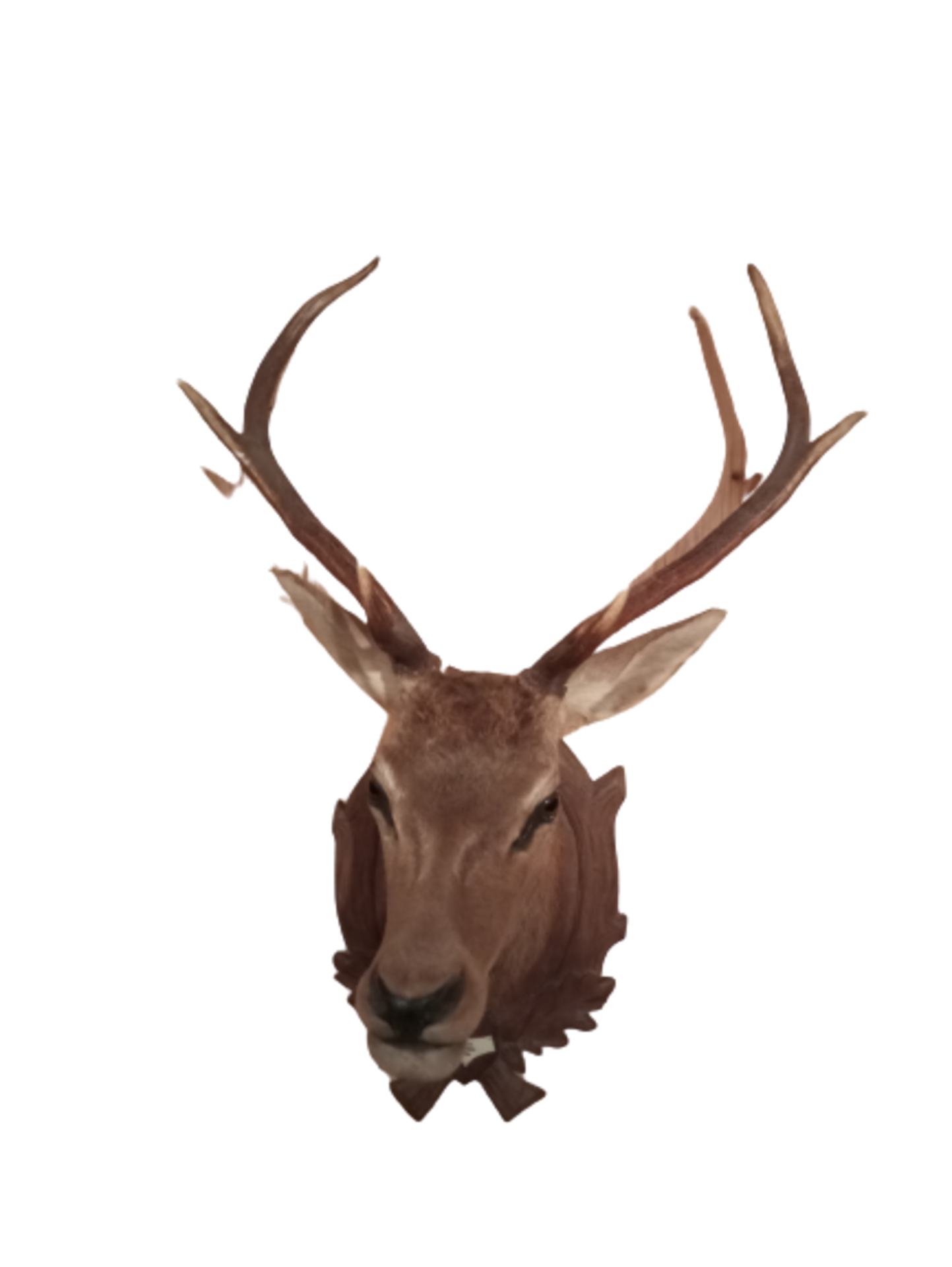 Deer | Shoulder Mount - Bild 3 aus 3
