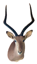 Common Impala