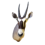 Spießbock (Oryx gazella) | Gemsbok | Taxidermy