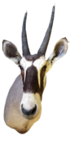 Spießbock (Oryx gazella) | Gemsbok | Taxidermy