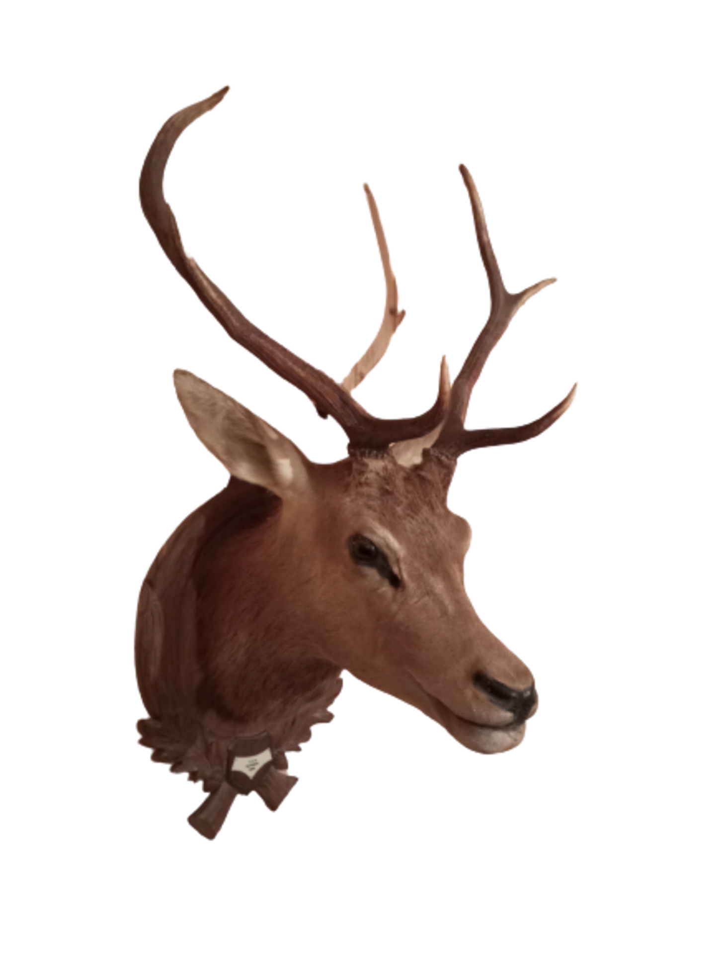 Deer | Shoulder Mount - Bild 2 aus 3