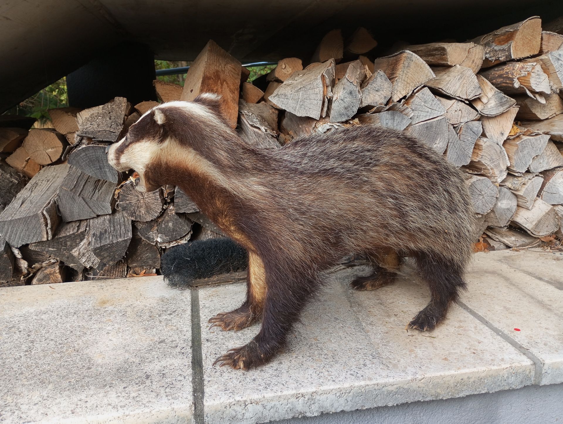 Badger | Full Body Taxidermy - Bild 2 aus 3