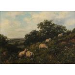 Dixon Clark (1849-1944) grasende Schafherde, grazing flock of sheep,