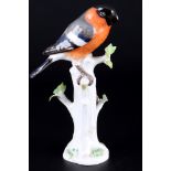 Meissen Vogel Blutfink / Gimpel 1.Wahl, bird bullfinch 1st choice,