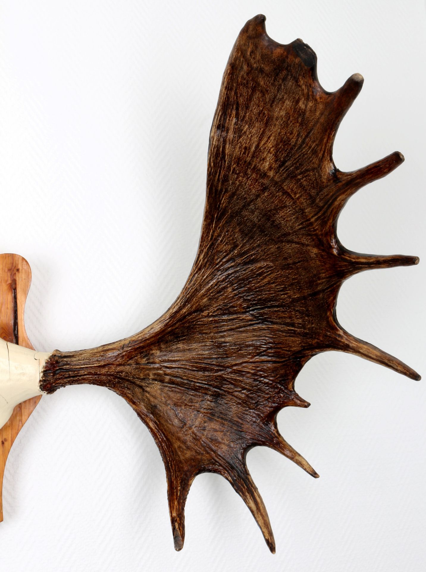 Großes Elchgeweih Jagdtrophäe aus Norwegen "111cm", moose antlers hunting trophy, - Bild 2 aus 3