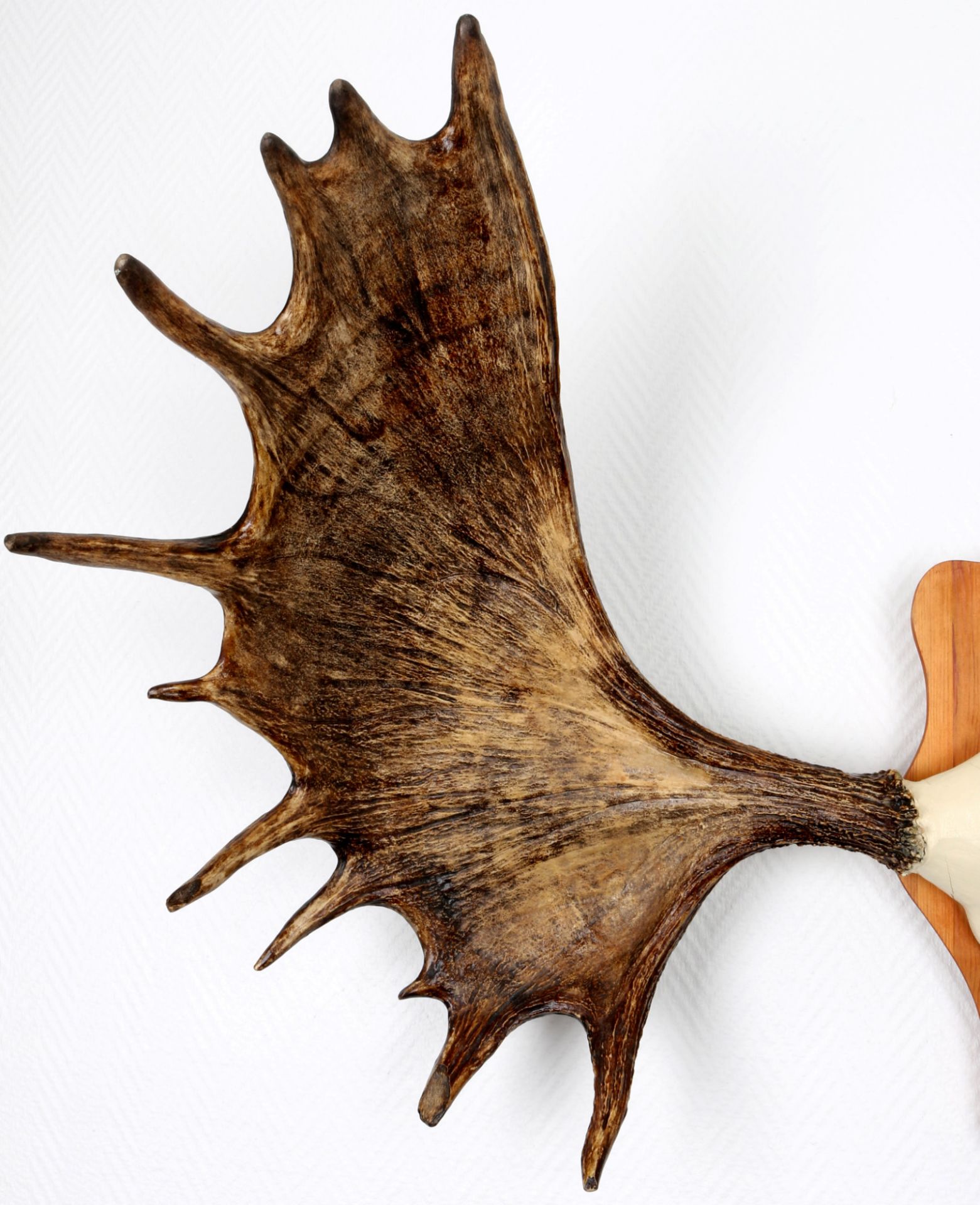 Large moose antlers hunting trophy from Norway, "111cm", großes Elchgeweih Jagdtrophäe, - Image 3 of 3
