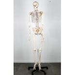 Large anatomy skeleton, H 180 cm, großes Anatomieskelett,