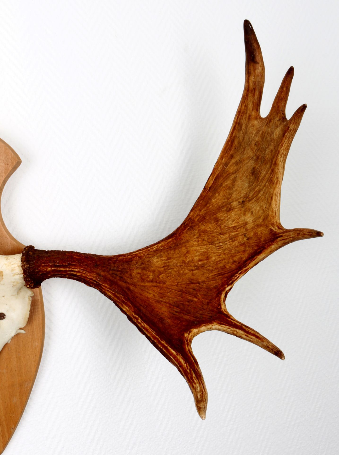 Elchgeweih Jagdtrophäe aus Norwegen, moose antlers hunting trophy, - Bild 2 aus 3