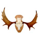 Moose antlers hunting trophy from Norway, Elchgeweih Jagdtrophäe,