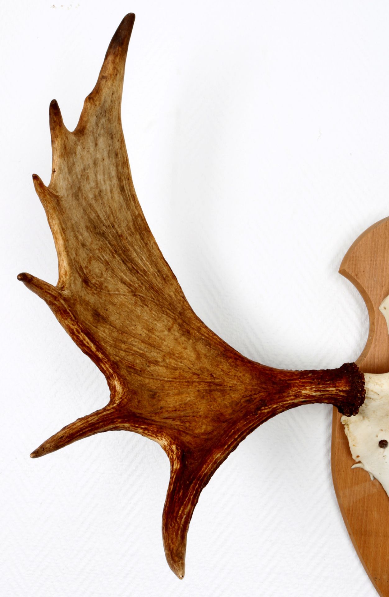Elchgeweih Jagdtrophäe aus Norwegen, moose antlers hunting trophy, - Bild 3 aus 3