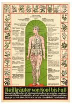 Advertising Poster Medicinal Herbs Homeopathy Heilkrauter Health Medicine