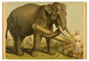 Advertising Poster Indian Elephant Elephas Indicus Educational Poster