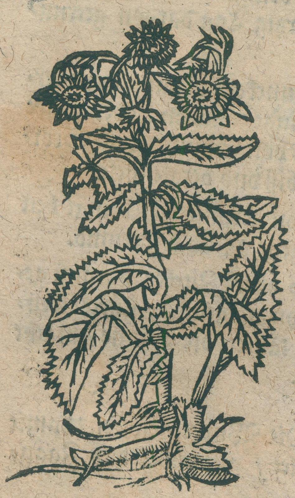 (Manuale medicum.