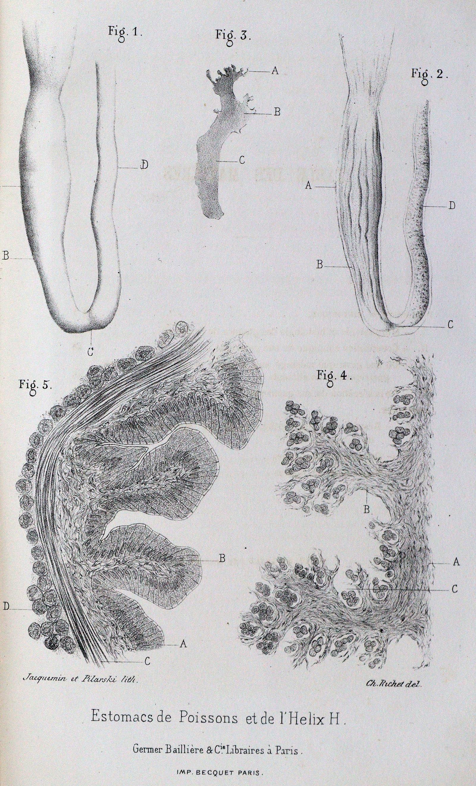 Richet,C. - Image 2 of 2