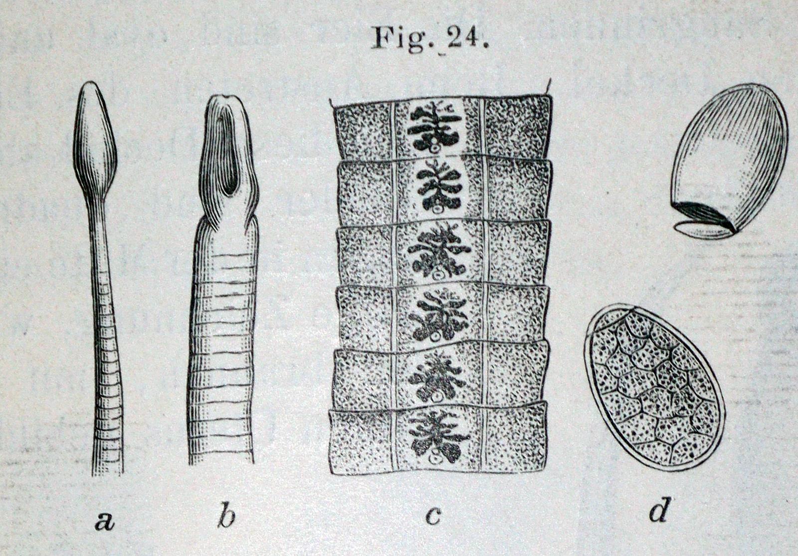 Mikroskopie. - Image 2 of 2