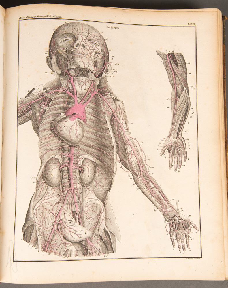 Lorenz Oken (1779-1851). „Allgemeine Naturgeschichte“, Tafelband. Verlag Atlas Stuttgart, - Image 2 of 3