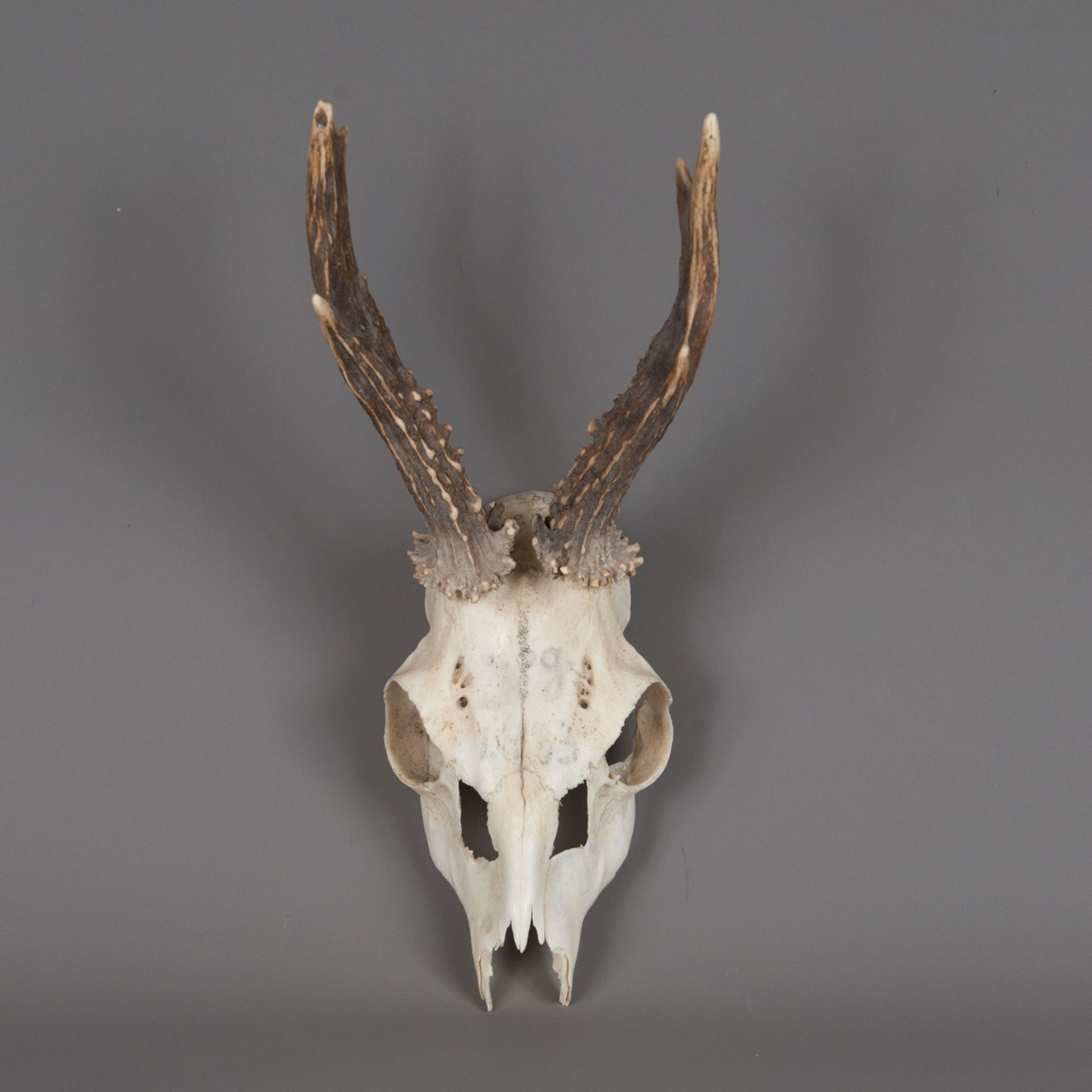 Fawn skull