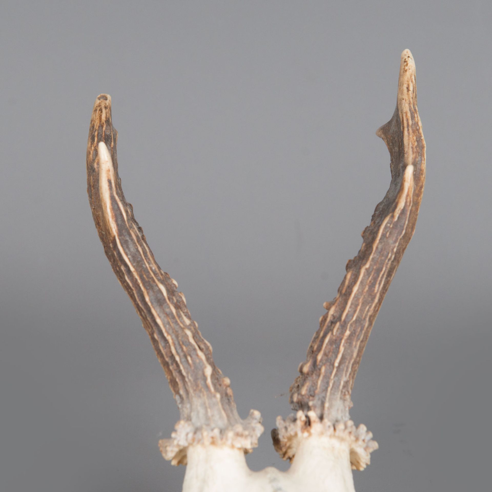 Fawn skull - Image 3 of 3