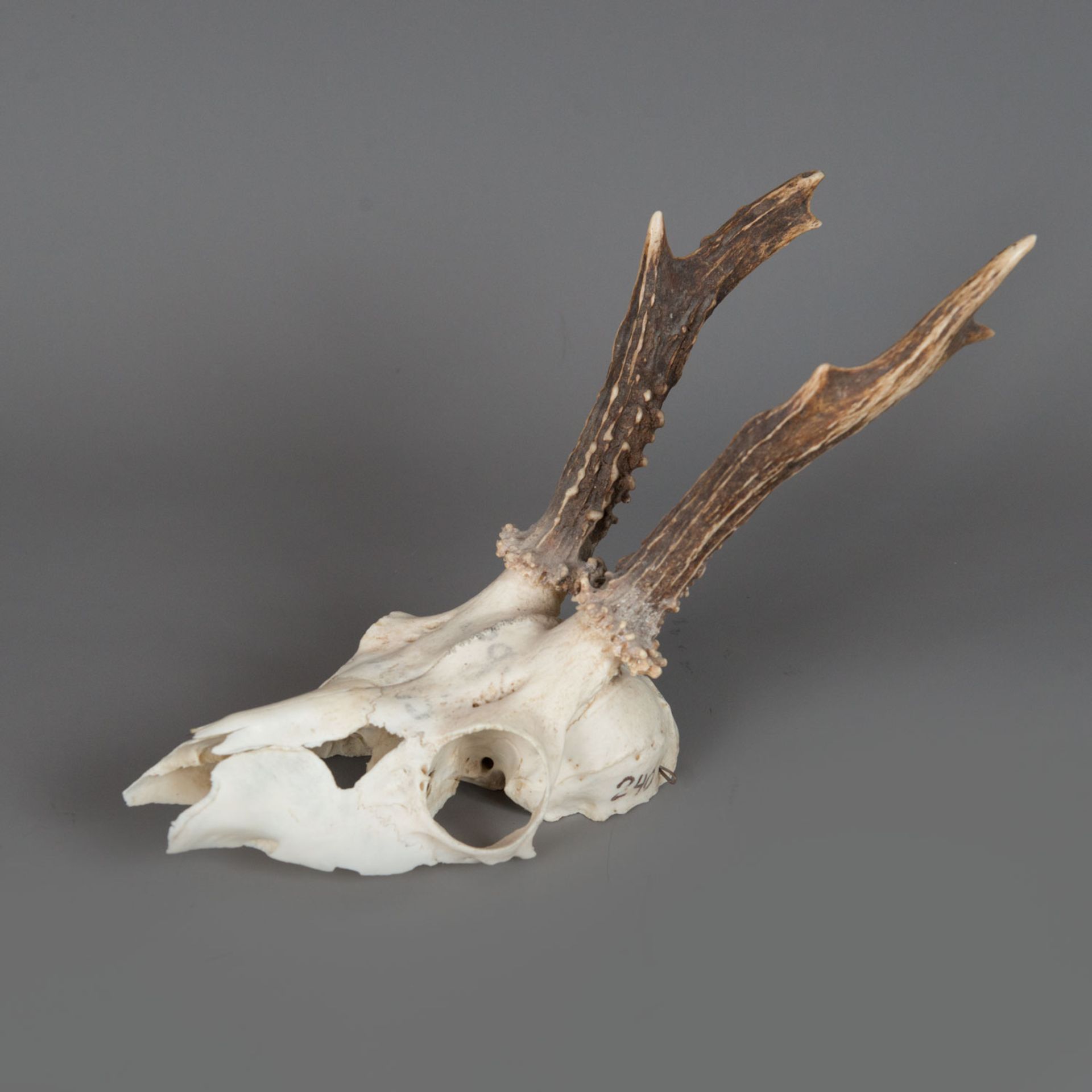 Fawn skull - Image 2 of 3