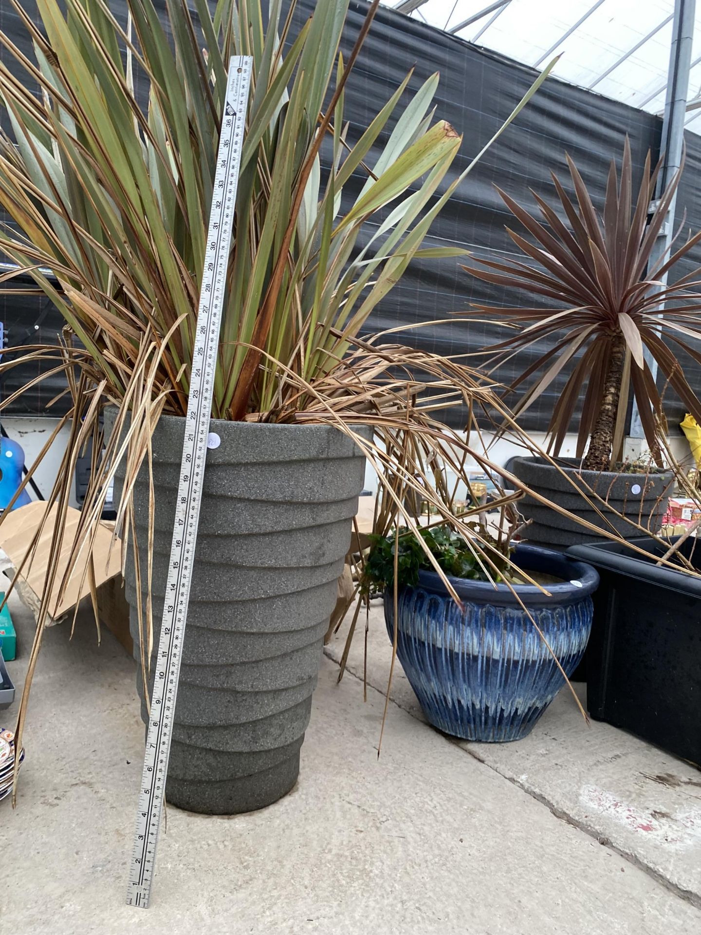 FOUR VARIOUS GARDEN PLANT POTS TO INCLUDE PLANTS - Image 2 of 5