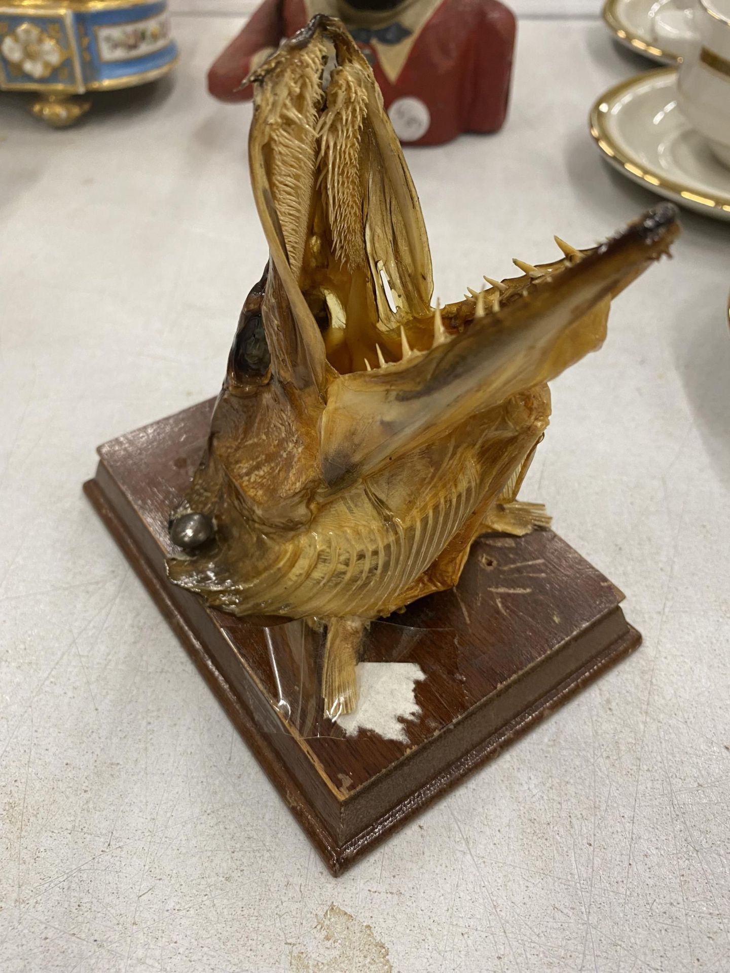 A TAXIDERMY FISHES HEAD MOUNTED ON A WOODEN PLINTH