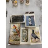 A QUANTITY OF VINTAGE BIRD THEMED POSTCARDS