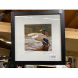 A FRAMED PHOTOGRAPHIC IMAGE OF A MALLARD, SIGNED