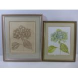 JOSANNE HODGSON (20TH CENTURY) HYDRANGEA, WATERCOLOUR, SIGNED AND DATED 1991, 25X20CM, FRAMED AND
