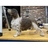 A LARGE RESIN MODEL OF A COCKER SPANIEL HEIGHT APPROX 46CM, LENGTH APPROX 67CM