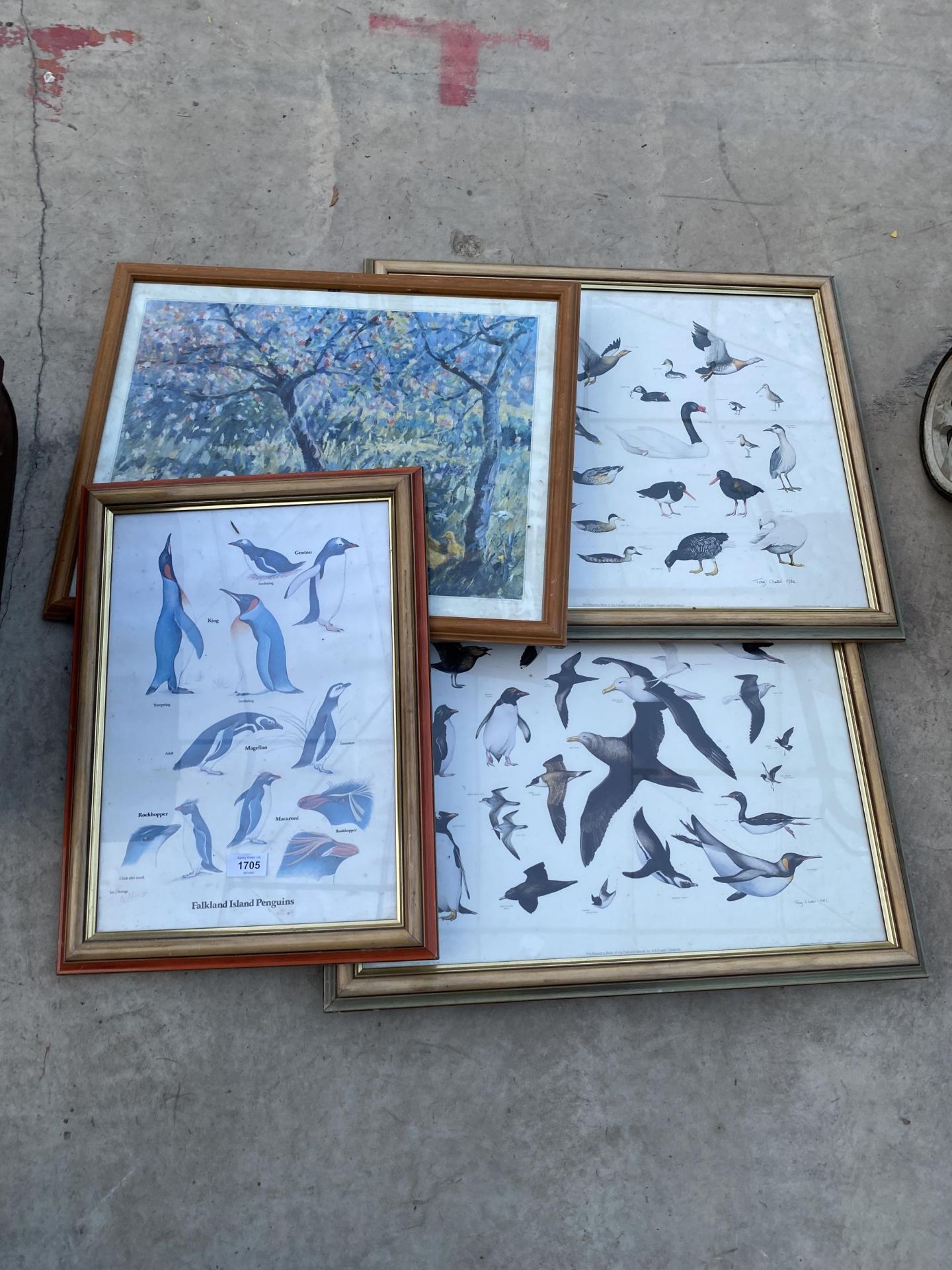 AN ASSORTMENT OF FRAMED BIRD PRINTS