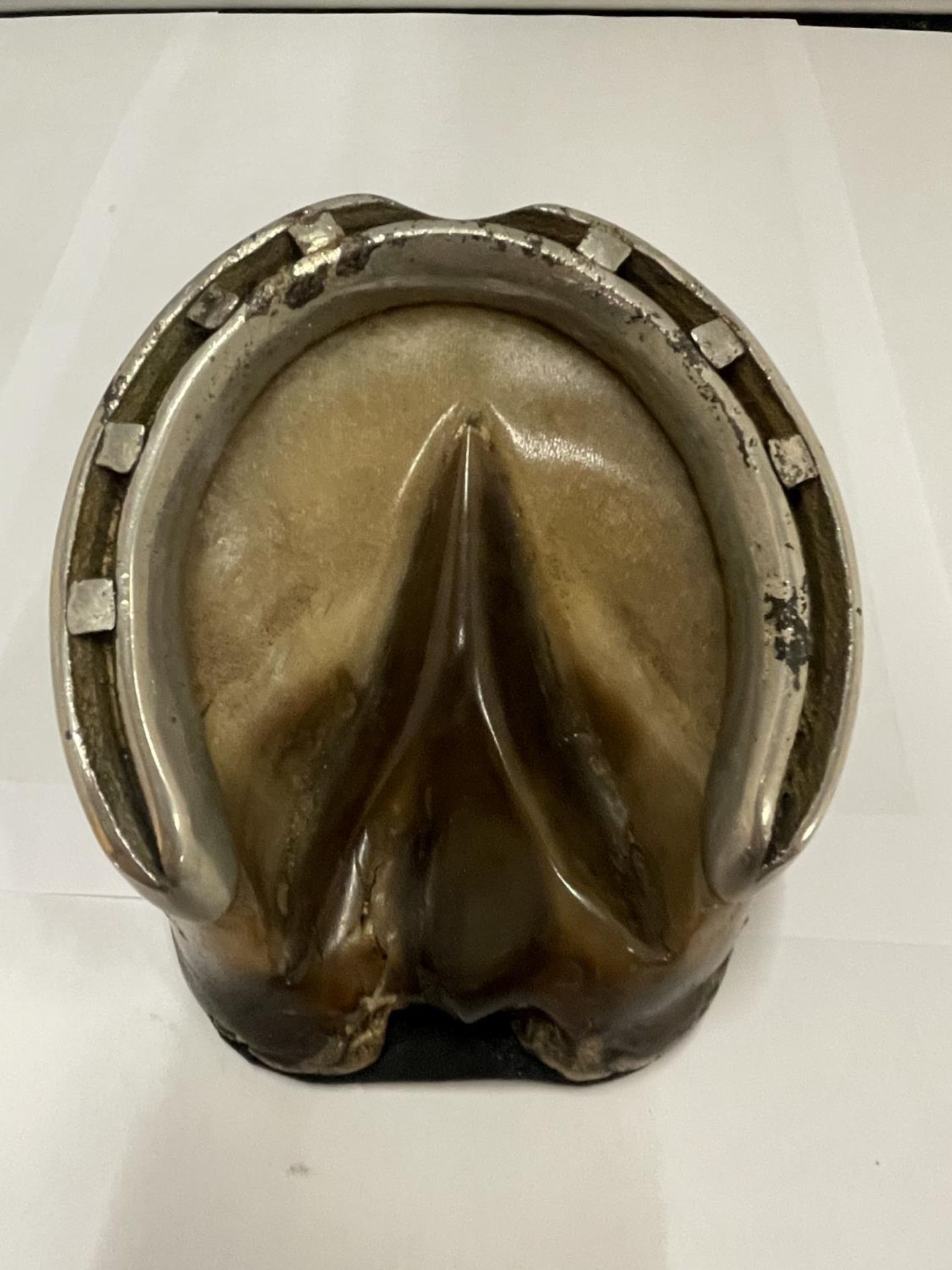 A VINTAGE HORSE'S FOOT WITH SILVER PLATED HORSESHOE PAPERWEIGHT