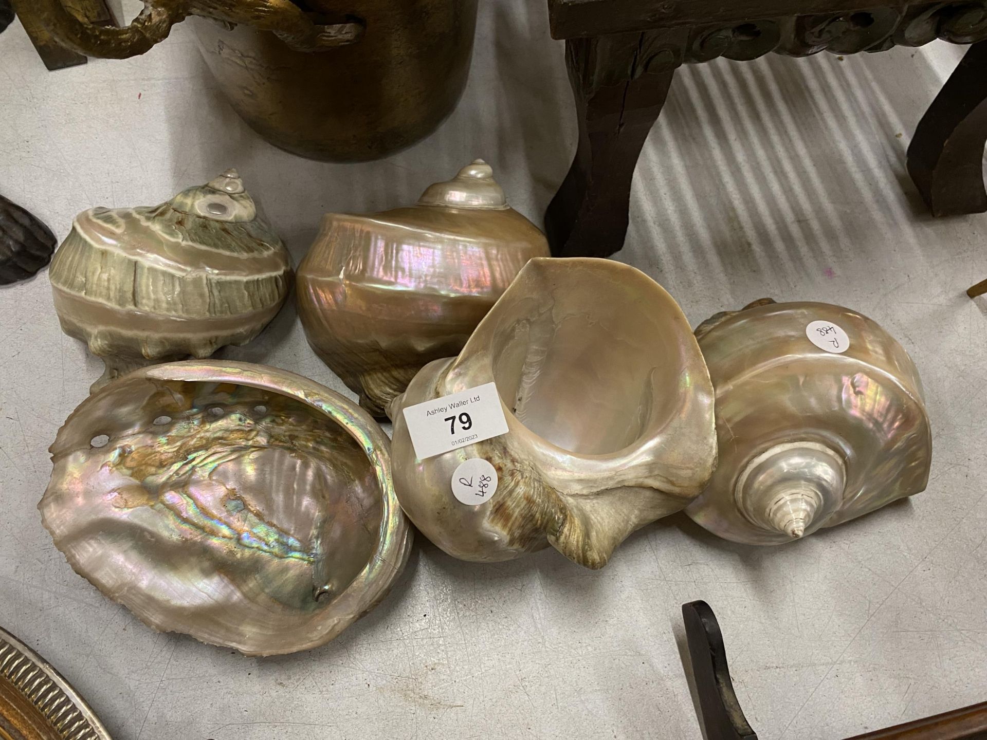 A COLLECTION OF ASSORTED MOTHER OF PEARL SHELLS