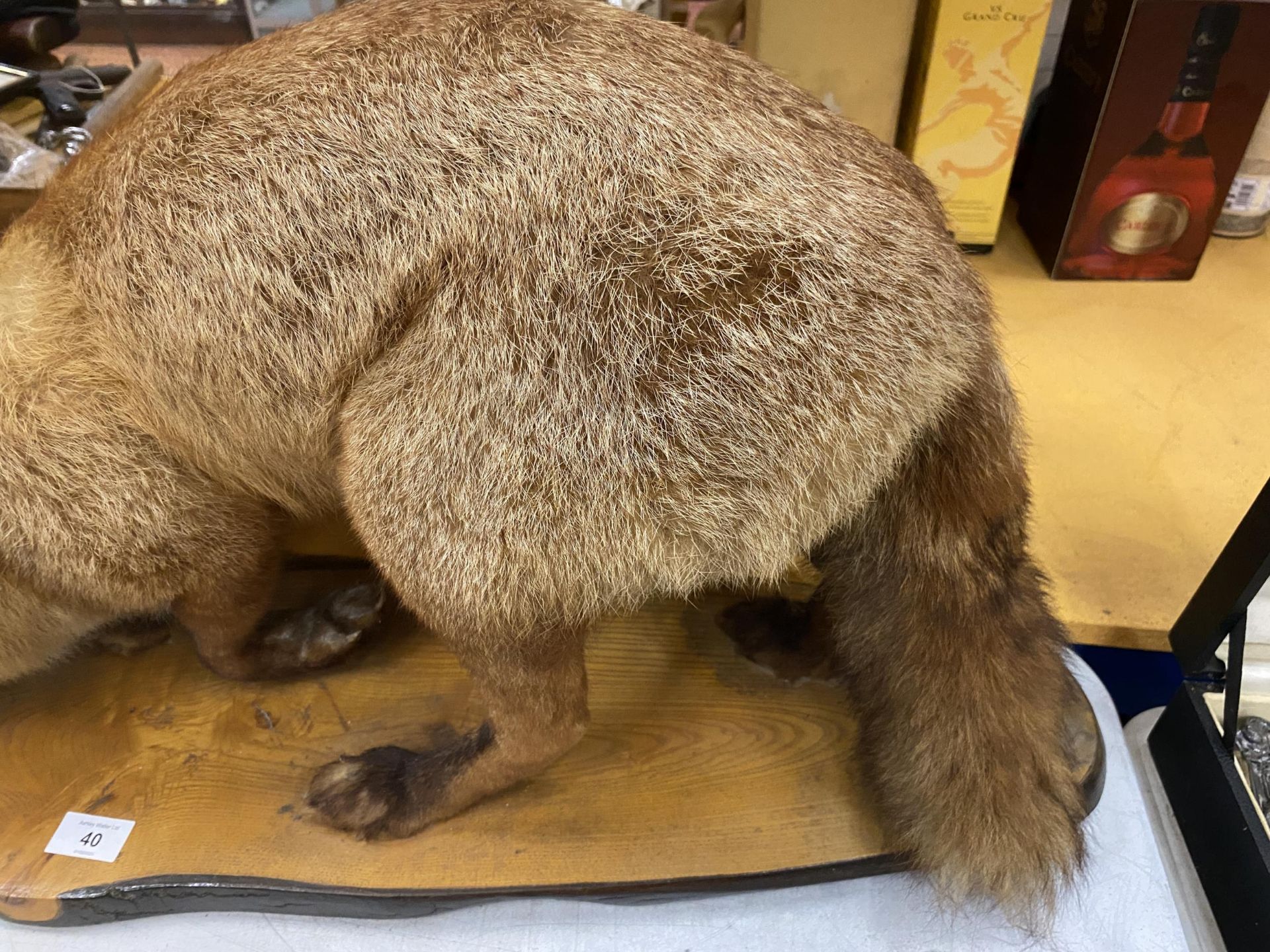 A VINTAGE TAXIDERMY MODEL OF A FOX ON WOODEN BASE, LENGTH OF BASE APPROXIMATELY 88CM - Image 3 of 4