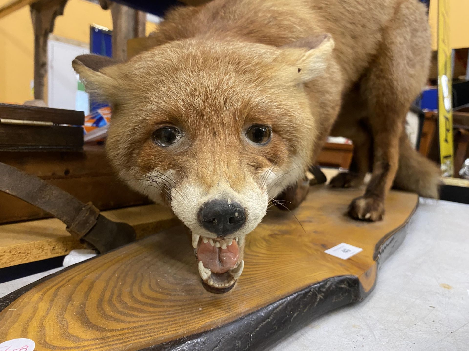 A VINTAGE TAXIDERMY MODEL OF A FOX ON WOODEN BASE, LENGTH OF BASE APPROXIMATELY 88CM - Image 2 of 4